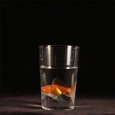 Milk To | Bazar de Magia