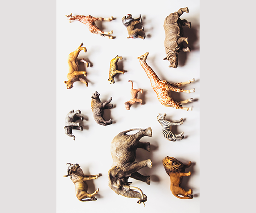 Noah's Ark Prop-less Animal Guess | Fraser Parker Fraser Parker bei Deinparadies.ch