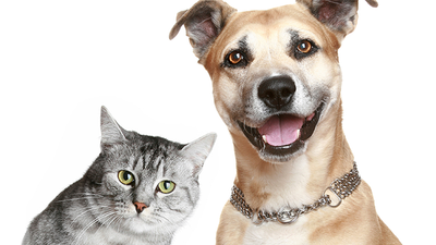 Pawology Palm Reading for Animals Paws & Animal Hypnosis - ebook Jonathan Royle bei Deinparadies.ch