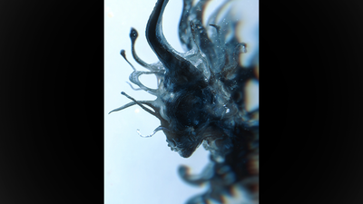 Progeny | Fraser Parker-Fraser Parker-Deinparadies.ch