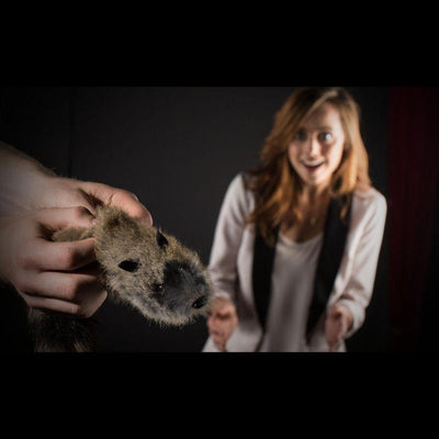 Junior Robbie Raccoon Spring Animal Magic Owl Supplies bei Deinparadies.ch