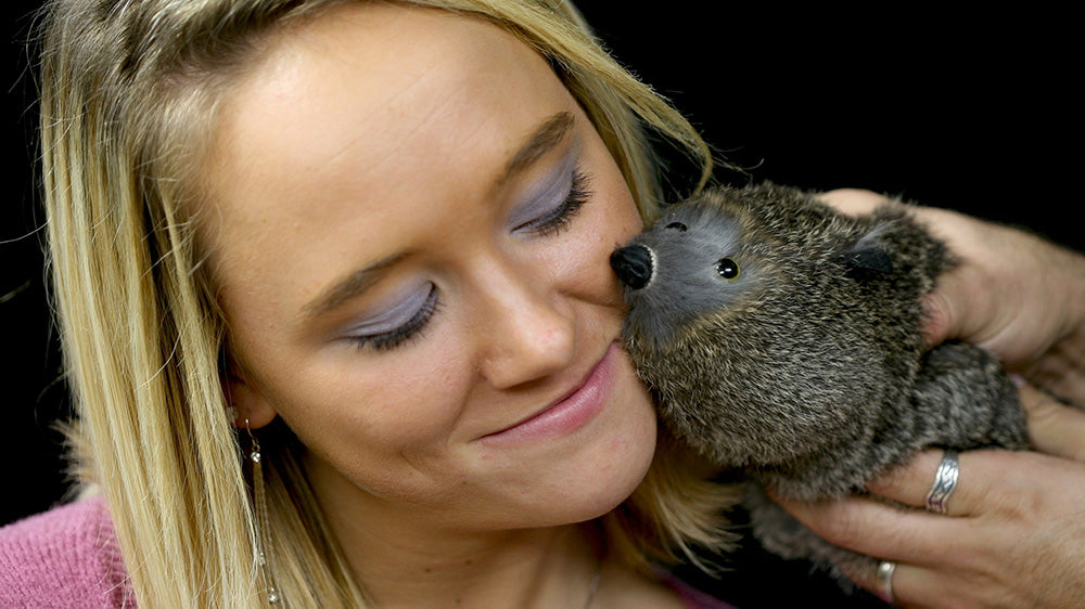 Robbie Raccoon Spring Animal Magic Owl Supplies bei Deinparadies.ch