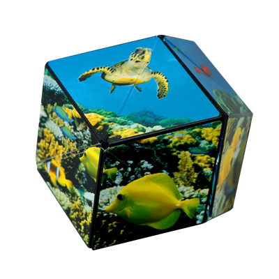 Shashibo Cube Undersea Shashibo bei Deinparadies.ch
