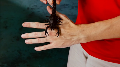 Scorpion | Hugo Valenzuela Magical Universe bei Deinparadies.ch