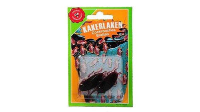 Kakerlaken 2er Deinparadies.ch bei Deinparadies.ch