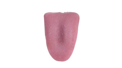 Gummizunge (Rubber Tongue) Deinparadies.ch bei Deinparadies.ch