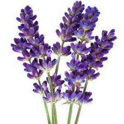 Aceite de lavanda American Bodyart en Deinparadies.ch