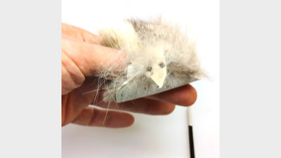 Mein Haustier Deinparadies.ch bei Deinparadies.ch