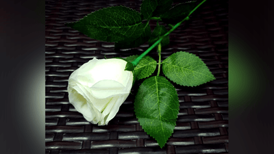 Rose Light set RED by JL Magic JL Magic bei Deinparadies.ch