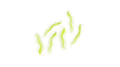 Leuchtende Tausendfüssler Set Tobar bei Deinparadies.ch