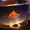 Fishbowl Production | Murphy's Magic
