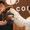 Tricky Raccoon | Liang Kuai & Amor Magic