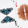 MOTHS (Stripe Edition) | Matthew Palladino