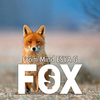 FOX by Esya G - Video Download Esya Bagja Gumelar bei Deinparadies.ch