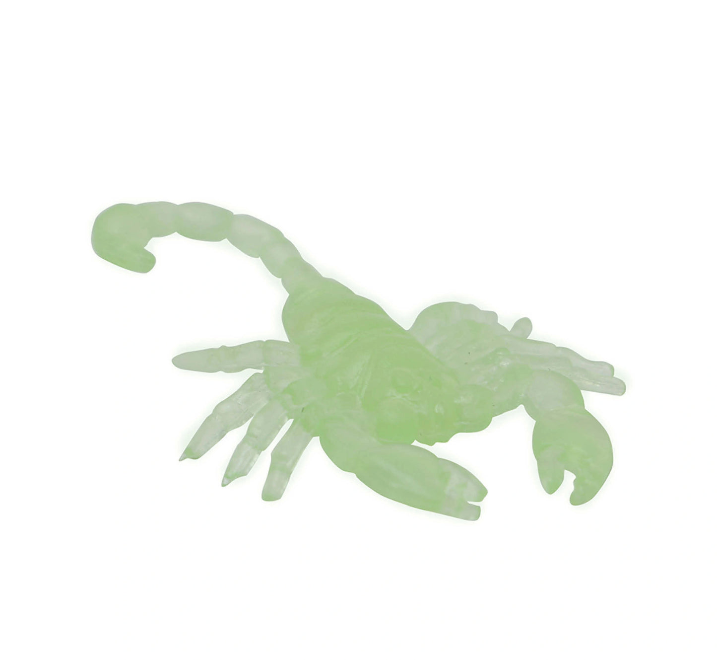 Fluoreszierende Skorpione-Guirca-Deinparadies.ch
