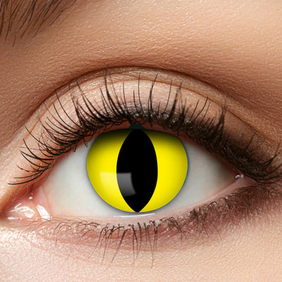Gelbe Katze Kontaktlinsen | Wochenlinsen-Catcher-Deinparadies.ch