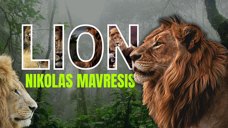 Lion | Nikolas Mavresis - Video Download-Nikolas Mavresis-Deinparadies.ch