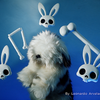 Magic Bones | Leonardo Arvelaez-Mago Leo Arvelaez-Deinparadies.ch