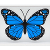 Omni Butterfly | Hyde Ren & Bacon Magic-Bacon Magic-Deinparadies.ch