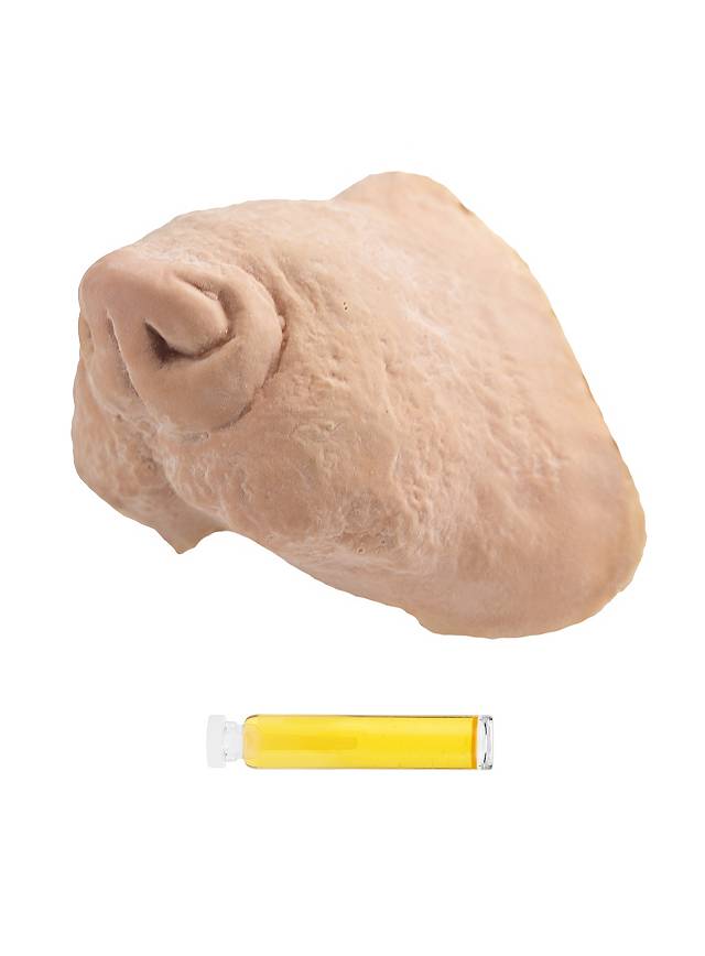 Ratte Latexschnauze-Metamorph-Deinparadies.ch