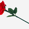 Reborn Rose | JL Magic-JL Magic-Deinparadies.ch