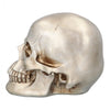 Crâne argenté en résine | 26 cm Boland à Deinparadies.ch