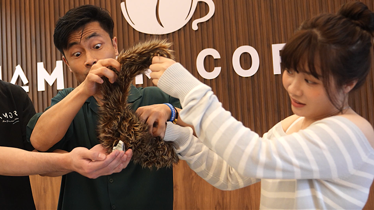 Tricky Raccoon | Liang Kuai & Amor Magic-Amor Magic-Deinparadies.ch