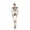 Hängendes Skelett | 160cm Boland bei Deinparadies.ch