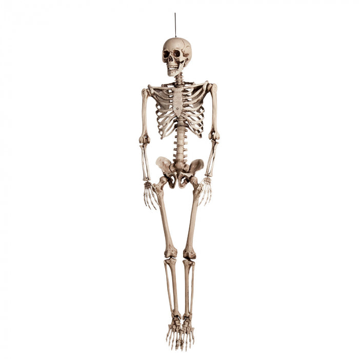 Hanging Skeleton | 160cm Boland at Deinparadies.ch