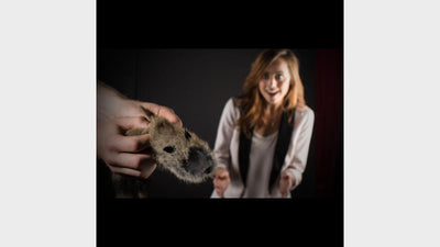 Fournitures de hibou magique pour animaux de printemps, raton laveur Junior Robbie Deinparadies.ch