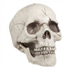 Crâne avec mâchoires mobiles | 21 cm Boland à Deinparadies.ch