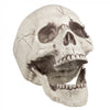 Crâne avec mâchoires mobiles | 21 cm Boland à Deinparadies.ch