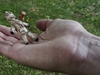 HOODOO - Haunted Voodoo Doll | Mark Traversoni Saturn Magic bei Deinparadies.ch