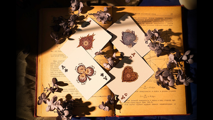 Epiphyllum Playing Cards Wang Jiaming bei Deinparadies.ch
