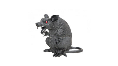 Rat with red eyes chaks at Deinparadies.ch